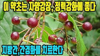 기혈의 순환이 좋아지고, 몸이 건강해지며, 정력강화에 좋다~ 간경화등 간질환을 예방치료하며, 비장과 위장의 기능이 강화되고, 중풍을 예방한다