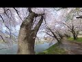 流浪日本23日追櫻日記 東北夢の桜街道 山形霞城公園櫻吹雪