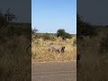 leopard injured by porcupines #wildlife #bird #animal #viral #elephant  #safari #leopard #porcupines