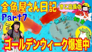 【金魚】【らんちゅう】きこ店長の金魚屋さん日記🌸第７話🌸ゴールデンウィーク真っ只中‼️🌸らんちゅう達もエンジン全開🌸5月4日〜5月10日の飼育記録です٩( ᐛ )و