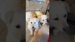 남의집 개 엄마와 아들 감자수제비 이야기#믹스견#유기견 #유기견입양 #사지말고입양하세요 #dog#doglover #doglife