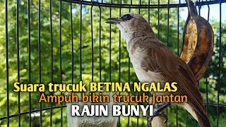 Trucuk BETINA memanggil Jantan Suara Birahi Ngecuplik 100% pancingan trucukan gacor agar BUNYI EMOSI