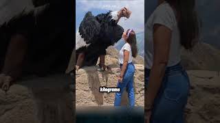 Weighing 20 kg with a wingspan of 4.5 meters, the Andean condor, the largest ruler of the skies.