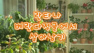 아파트베란다에서 살아남기~사계절을 베란다에서 살고있는 일곱빛깔 란타나의 고군분투~~#란타나 #살아남기 #베란다정원 #식물키우기 #힐링영상 #뷰가든