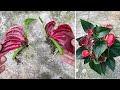 Try growing anthurium with half a flower│Anthurium breeding