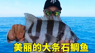 大鋒子出海釣鱸魚，沒想到釣到美麗的大石鯛魚，還有意外收穫！ #釣魚#海釣#趕海#石鯛魚