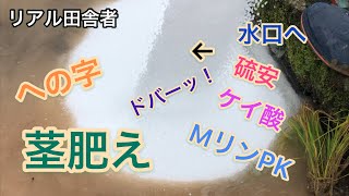 【コシヒカリ】茎肥え～シリカ21（ケイ酸）+MリンPk+硫安（N4㌔）｜への字型稲作