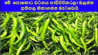 මේ පොහොර වර්ගය පාවිච්චිකරලා බලන්න ප්‍රතිපල හිතාගන්න බැරිවෙයි / best natural fertilizer