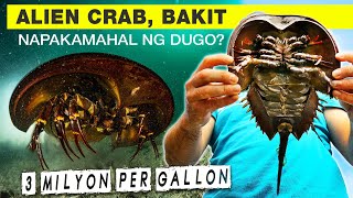 Alien Crab, Bakit Napakamahal ng Dugo? 3 Milyon per Gallon