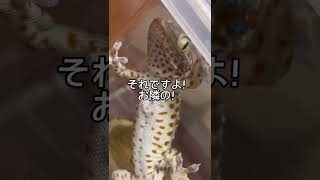 【トッケイ】隣の芝生は青いのか！？【tokay】【ヤモリ】