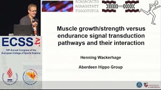 Muscle growth/strength versus endurance signal transduction pathways and their - Dr. Wackerhage