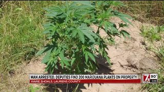 200 pot plants found in Laurens Co.