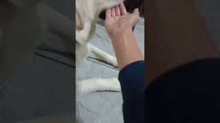 putting hand in dog mouth #shorts #youtube#shortsvideo