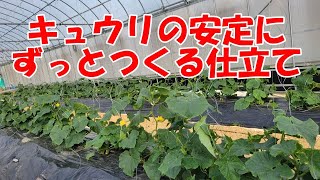 安定感抜群のキュウリつる下ろし栽培！最初の仕立