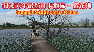 吉打双溪大年化粪池打卡景点？我笑了~因为我去打卡了~ Sungai Petani Lautan Bunga Teratai di Loji Najis-tempat tarikan terbaru?