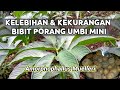 Pertumbuhan Porang Umbi Mini.