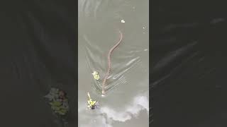 ചൂണ്ടയിടാൻ പോയപ്പോ കണ്ട അതിഥി 😯🐍#viral #trending #vlog