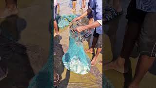 |•দীঘা সমুদ্র থেকে ধরলেন পমফ্রেট মাছ 🐟😯 digha sea fishing 🌊🐟#Digha #Digha_sea_beach #fishing