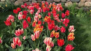 iimagination™ Tulip Blend | Bulbs in Bloom