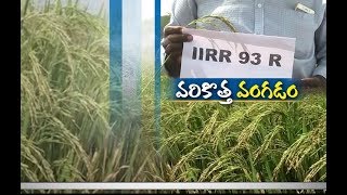 Jaikisan AP | 17th Oct'18 | New Paddy Variety of IIRR 93R Cultivated Nellore Farmers