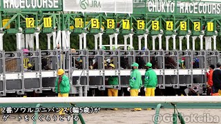 ゲートをくぐろうとした②ソウルユニバンス、ケガにより競争除外 2022.12.4　中京競馬 7R