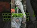 Kasihan sekali kucing ini #shorts #kucing #cat #catlover #respect #viralvideo