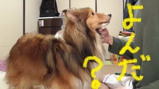 【可愛いシェルティ】犬の呼び方についてCute Sheltie:About how to call a dog