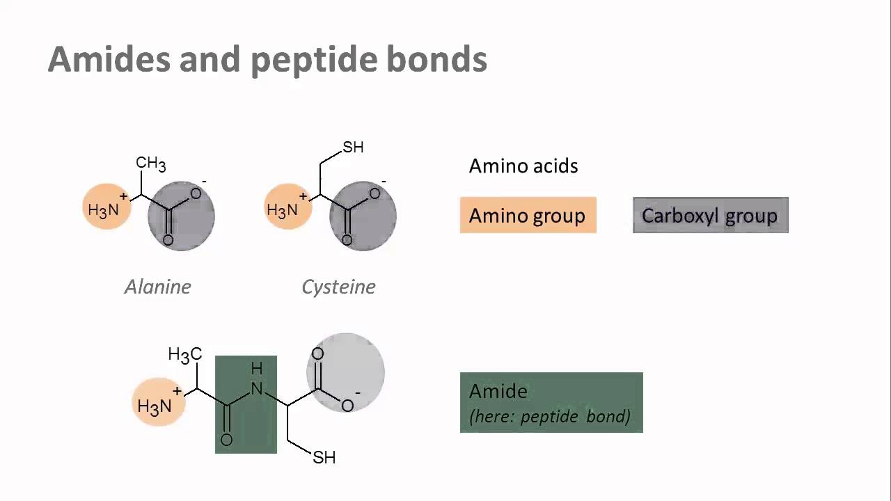 Biochemistry 1.3: Common Linking Bonds In Biomolecules - YouTube