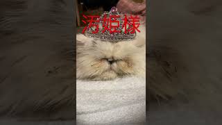 涙やけした猫のお姫様【我が家の猫図鑑】#shorts #猫 #猫動画