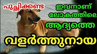 ലോകത്തിലെ ആദ്യ വളർത്തുനായ | Indian pariya dog | നാടൻ പട്ടി  churulazhiyatha rahasyanagal