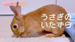 子うさぎの日常🐰 今日こた #31 「うさぎのいたずら…タグが気になる編」ネザーランドドワーフの赤ちゃんうさぎ #vlog