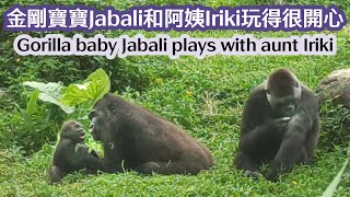 金剛寶寶Jabali和阿姨Iriki玩得很開心-Gorilla baby Jabali plays with aunt Iriki