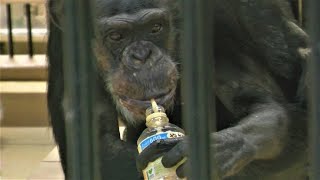 大いなる愛の動物園  大内山動物園と侍モンちゃん　チンパンジー