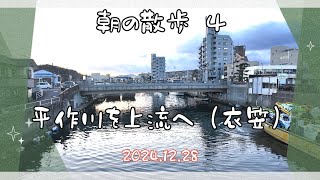 《朝の散歩》４｜横須賀 平作川を上流へ 2024/12.28 (散歩動画がカワセミ撮影動画に)