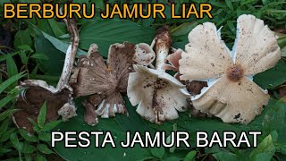 Berburu Jamur Liar di Kebun Asli Hasilnya Nggak Nyangka...!