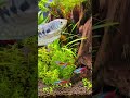 【アクアリウム】【熱帯魚】tropical fish tank aquarium 水槽レイアウト