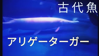 【プラチナアリゲーターガー】古代魚だぜ～♪ブリード？ワイルド？業界用語？養殖？天然？難しい世界！