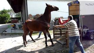 SALITA CAVALLO 2.MOV