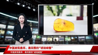 中国发现最早、最完整的“琥珀螃蟹”