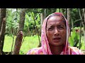 one female farmer’s journey to resilience through the bangladeshi sunflower sector