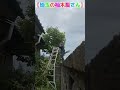 【埼玉の植木屋さん】大きくなりすぎたカキノキにお悩みの方、解決させていただきます！ 富士見グリーンガーデン 植木 植木屋 ガーデン ショート 造園 剪定 埼玉県 富士見市