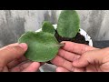 how to propagate fast rooting leaves thanks to aloe vera