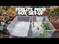 HOW TO SET-UP AND MAINTAIN A PERLITE PROP BOX | My Favorite Rooting Method.