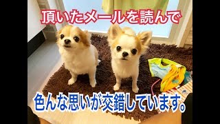 子犬チワワの治療で使用していた 超音波ネブライザー機器差し上げます♪