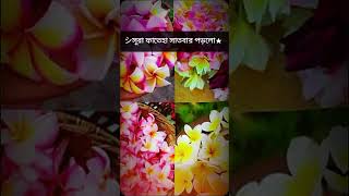 সাত বার করে পাঠ করুন পিছনের গুনা মাফ হয়ে যাবে 🧡সুবহানাল্লাহ 🧡