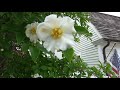 three trees to grow magnolia soulangeana cornus kousa and stewartia pseudocamellia