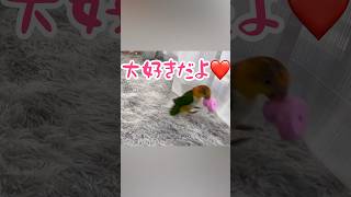 【シロハラインコ】ご機嫌過ぎて爆走　#Shorts #シロハラインコ #Caique