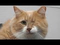 I've been keeping a secret... | Cats first groom