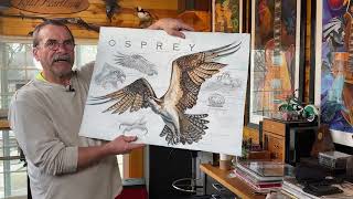 Western Osprey