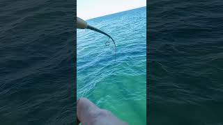 Combat Fishing - BIG UGLY landed on ocean pier #blackdrum #fishing #northcarolina #pierfishing